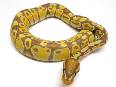 desert python|banana desert ghost ball python.